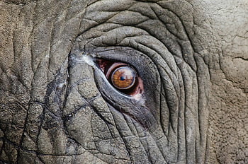 mata gajah, merapatkan, foto terperinci, tekstur, keriput, kulit, mata binatang, fotografi jarak dekat, Close-up gajah, tekstur mata, tekstur kulit