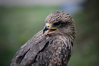 sokol, pták, portrét, dravý pták, zvíře, divoký pták, Příroda, živočišného světa, peří, účtovat, fotografování zvířat