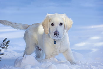 Zlatý retriever, Pes, domácí zvíře, psí, štěně, zvíře, srst, čenich, savec, portrét psa, živočišného světa
