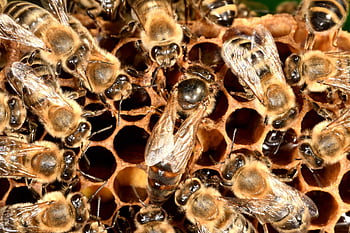 arılar, arıcılık, böcek, kanatlar, bal peteği, bal, bal arısı, hayvan, carnica, doğa, fauna
