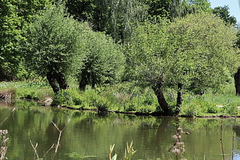 meadow Landscape, pollarded Willows, pond, water, park, parklandschaft, meadow, nature, green