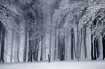 karlı orman, kış manzarası, karla kaplı ağaçlar, kış Harikalar Diyarı, Frosty Woods, karlı ormanlık, kar yağışı dalları, Sakin Kış Sahnesi, puslu orman, Kış Ormanı Yolu
