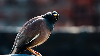 fåglar, näbb, fjäderdräkt, fjädrar, flygande, vilda livet, natur, avian, ornitologi, Uggla, gren