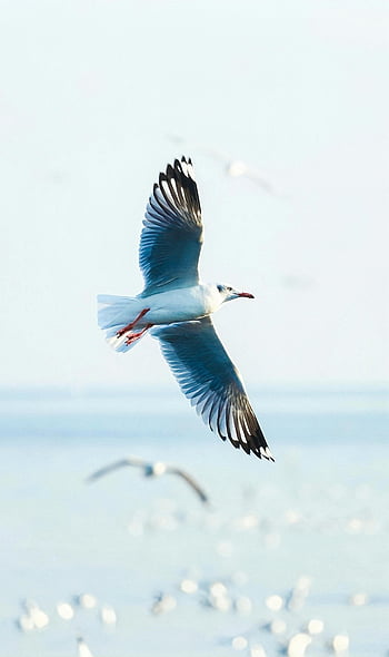 seagull flying, sea shore, birds in flight, nature's elegance, ocean backdrop, coastal wildlife, seagull in air, marine birds, seaside scenery, graceful flight, seagull wings spread