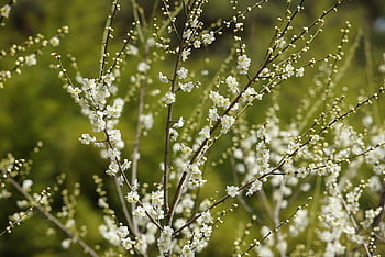 prugna, fiore di prugna, inverno, natura, pulito, Corea, fiore, primavera, fiore di pruno, pianta, fiori di pruno