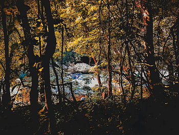 森林、 紅葉、 穏やかな滝、 アングル、 インド、 美しい森のシーン、 自然の風景、 秋の森、 森の中の滝、 風光明媚な森
