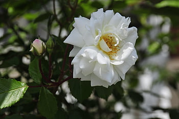 rose, beautiful Flowers, flower Wallpaper, flower, flower Background, love Bloom, blossom, plant, romantic, rose Flower, valentine