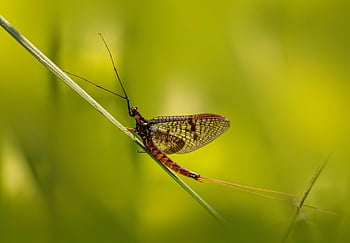 メイフライ、 昆虫、 自然、 花の壁紙、 動物、 美しい花、 動物の羽、 生物学、 花の背景、 閉じる、 花