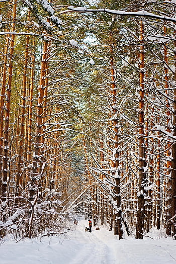 forest, winter, nature, snow, trees, woods, frost, cold, snowdrift, pines, landscape