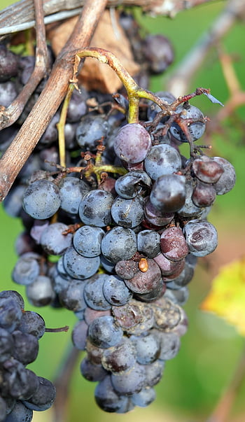hrozny, vinice, ovoce, sklizeň, Příroda, pěstování vína, vinařství