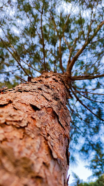 trees, forest, mountains, nature, landscape