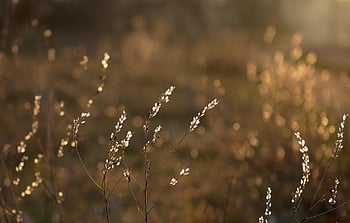 silver Leaf, silver Thaler, moon Viole, lunaria, inflorescence, fruit Stand, cruciferous, plants, meadow Plant, meadow, light