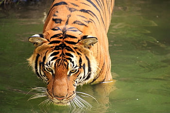 tigre, animale, zoo, grande gatto, strisce, felino, mammifero, natura, fotografia naturalistica, gatti selvatici, pericoloso
