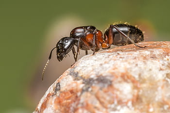 mravenčí, mravenec, Příroda, zvíře, hmyz, les, Červené, hymenoptera, formicidae, plazit se, stavět