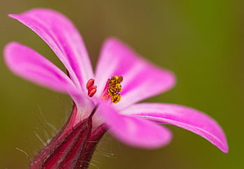 flower, plant, bloom, nature, flora, close Up, spring, garden, summer
