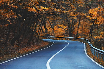 silnice, křivka, stromy, Dálnice, listy, avenue, pruh, chodník, podzim, přírodní, les