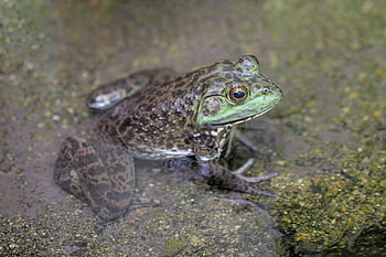 frog, amphibian, pond, nature