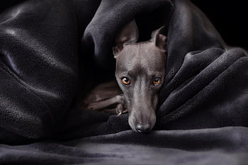 dog, italian Greyhound, nature, greyhound, animal, puppy, borzoi, pet, mammal, canine
