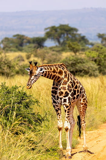 giraffe, animal, safari, wildlife, mammal, nature, wilderness, national Park, murchison Falls National Park, uganda, africa