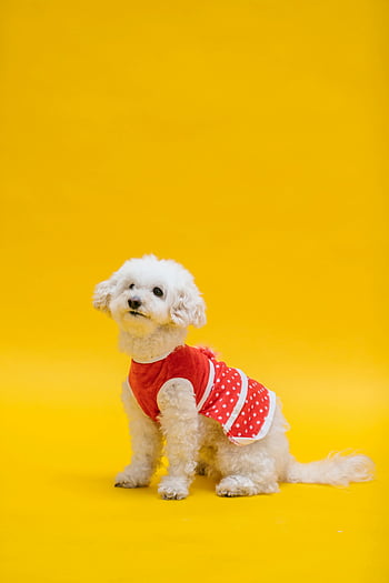 ビションフライズ、 愛らしい犬、 黄色の背景、 レッドポルカドットの衣装、 かわいいペット、 ふわふわ犬、 鮮やかな黄色、 小型犬、 犬のファッション、 ペットの写真、 犬のポーズ