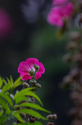 慢性の、 家族、 ピンク、 althaea rosea、 ヒイラギアオイ、 葵、 自然、 花の背景、 花、 花の壁紙、 マロー