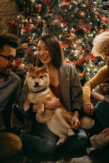 Weihnachtsbaum, Shiba Inu, Ferienzeit, Gruppe von Freunden, Innenfeier, Festliche Atmosphäre, Hund, Frau hält Hund, Urlaubsstimmung, Gemütliches Versammlung, Tierfreundliche Feiertag