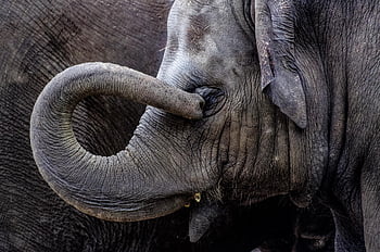 gajah, anak, muda, alam, bagasi, binatang yg berkulit tebal, mamalia, hewan, belalai, Abu-abu, kebun binatang