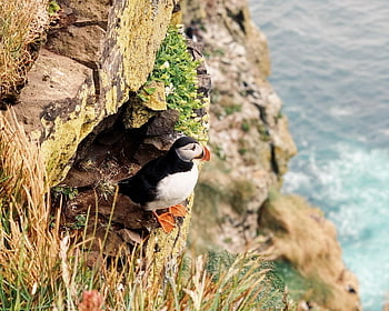 puffin, Island, pták, útes, Příroda, atlantický, ostrov, volně žijících živočichů, Skála, islandský, moře