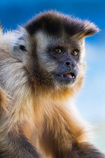capuchin, monkey, animal, ape, primate, mammal, wildlife, nature, portrait