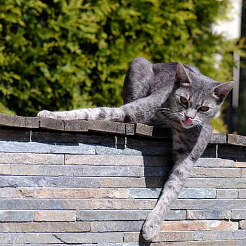 cat, animal, kitten, pet, cute, nature, mammal, feline, portrait, cat Portrait