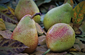 pears, fruit, leaves, sweet, garden, fresh, autumn, autumn Theme, pear, bio, gardening