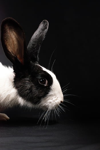rabbit, bunny, oryctolagus Cuniculus, rodent, pet, adorable, animal, black And White, cute, domestic, ears