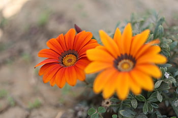 flowers, bloom, blossom, plant, daisy, dahlia, garden, orange, nature, flower