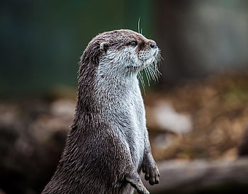 otter, animal, nature, zoo, wildlife, mammal, water, love, otter Family, colorful, ai Generated