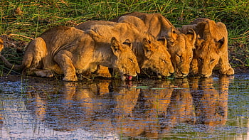 okavango Delta, animal, wildlife, animals, africa, mammals, pet, lions, nature, predator, cat