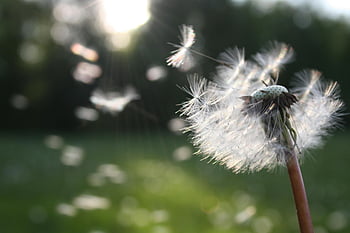 dandelion seeds, shallow focus, close-up photography, dispersing seeds, wind, freedom, growth, white dandelion, nature, outdoor, bokeh