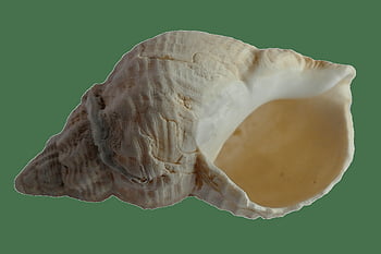 white conch shell, detailed close-up, conch seashell, isolated, white background, seashell, conch shell, marine life, ocean, nature, spiral