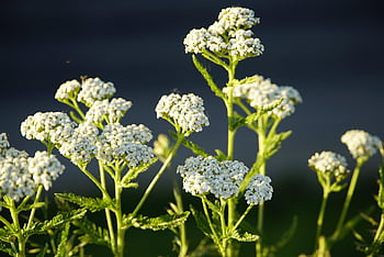 řebříček, achillea, květ, Příroda, divoká rostlina, bílý, večer, slunečního světla, letní