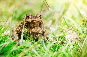 common Toad, nature, toad, animal, frog, brown, wildlife, close Up, portrait, frog Eyes, meadow