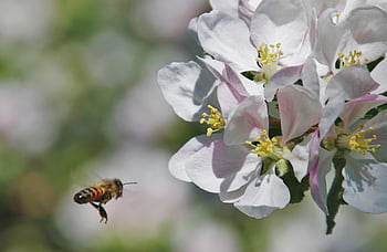 silence, bee, pollen, apple, flowering, sad, closeup, nectar, pollination, sprinkle, to Collect