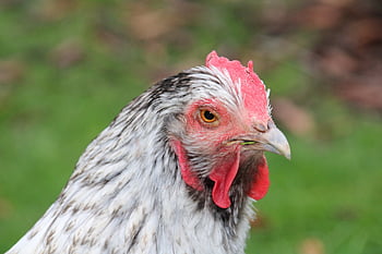 chicken, hen, poultry, animal, nature, farm Animal, outdoors, agriculture, free Range, bird, comb