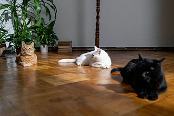 kediler, ahşap döşeme, kapalı bitkiler, Güneş ışığı, uzanan kediler, Kara kedi, Beyaz kedi, turuncu kedi, ev içi, evcil hayvan fotoğrafçılığı, doğal ışık