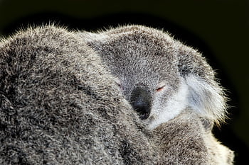 koala, koala Baby, australia, animal, marsupial, cute, adorable, furry, mother, fluffy, mother And Baby