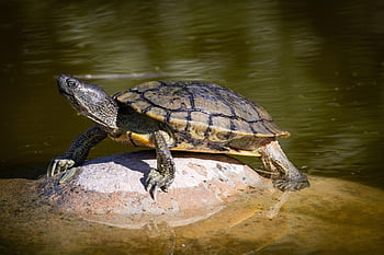 tortoise, aquatic Animal, sunbathe, nature, animal, wildlife, cute, pond, outdoors