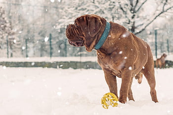 animal, bordeaux, canine, cute, dog, domestic, french, mastiff, pet, puppy, snow