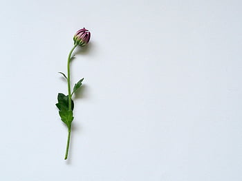 purple petaled flower, white surface, minimalist close-up, single flower bud, white background, simple design, flower photography, floral image, purple flower, minimalist design, white backdrop