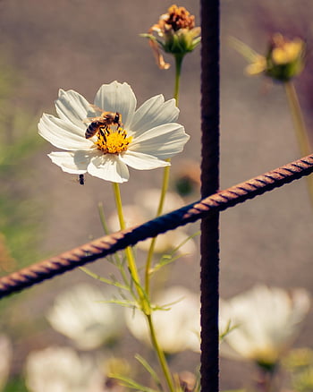květ, kosmos, cosmea, cosmos bipinnatus, podzim, květinové tapety, bipinnatus, květinové pozadí, kvetoucí, botanika, detailní