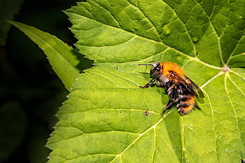 バンブルビー、 蜂、 葉、 植物、 昆虫、 屋外、 マクロ、 夏、 動物、 翼、 バグ