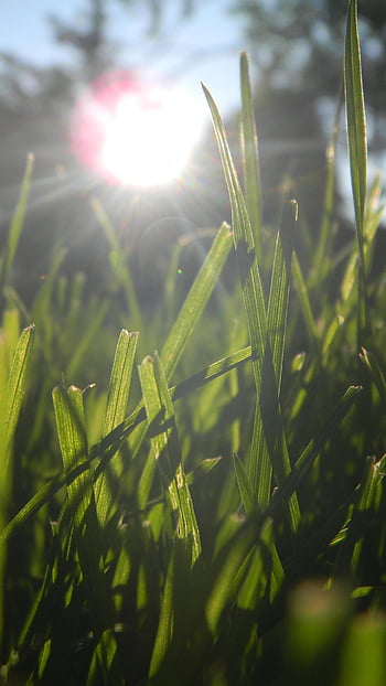 grass, lens Flare, light, bright, sunlight, sun, earth, meadow, nature, landscape, macro