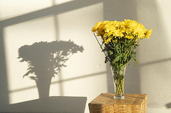黄色い花、 日光、 菊、 ガラス花瓶、 屋内の影、 明るい花束、 黄色い菊、 室内の花、 花瓶の影、 自然光、 フラワーアレンジメント